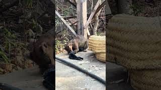 Fosa  a rare carnivore in Madagascar feeding from a trash pile fosa madagascar [upl. by O'Rourke]