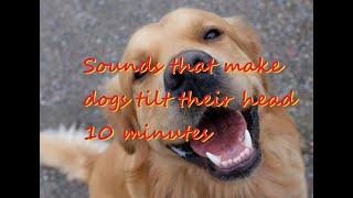 Sounds that make dogs tilt their head 10 minutes Sound for dogs [upl. by Buzz]