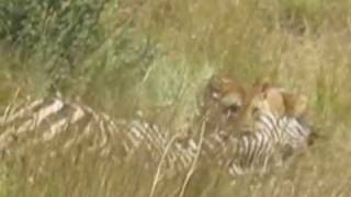 Lion attacks Zebra Pilanesberg National Park South Africa [upl. by Moria]