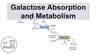 Galactose Absorption and Metabolism  Leloir Pathway and Galactosemia [upl. by Leak753]