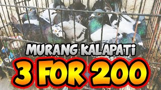 Murang Bilihan ng Kalapati 3 for 200  Kain PEPEr Loft [upl. by Koser]