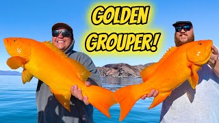 Ep 4 RARE Mutated Grouper Caught TWICE [upl. by Leor]