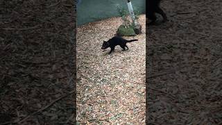 Tasmanian Devil spinning around shorts tasmaniandevil zoo ytshorts [upl. by Sproul]