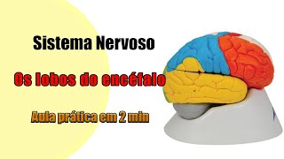 Os Lobos do Encéfalo 4K  Neuroanatomia  Anatomia [upl. by Bartholomeo]