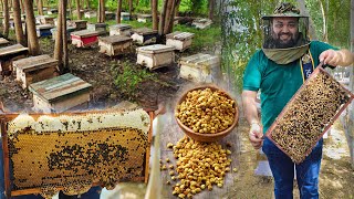 Honey Bee Farming In India [upl. by Adnomar]