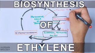 Biosynthesis of Ethylene [upl. by Forta]