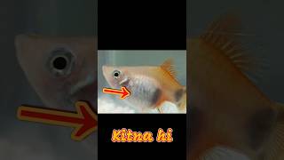 Platy Fish Huge Belly will give baby soon Update  Pregnant Platy Fish bleedingplatyfish breeding [upl. by Nosiram]