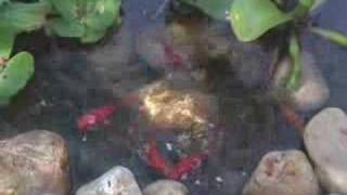 Backyard Fish Pond Israel [upl. by Nalyt]