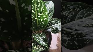 Aglaonema costatum mygardenmylove aglaonema aaglaonemaplant aglaonemavarieties aglaonemalovers [upl. by Aved342]