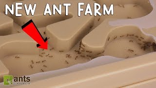 My Fire Ants New Ant Farm [upl. by Puett544]