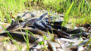 wow amazing fishing a lots of fish at rice field  found and catch fish by best hand top 5 videos [upl. by Ellicec]