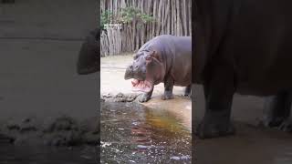 A yawn and a dip with Werribee Open Range Zoo’s Hippo ladies 🦛 [upl. by Stewart7]