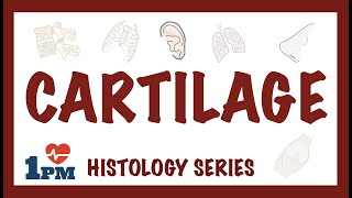 CARTILAGE  Histology Types Functions [upl. by Enelrad255]