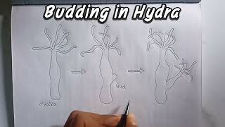 Budding in Hydra  how to Draw Budding in Hydra labelled Diagram [upl. by Notyap]