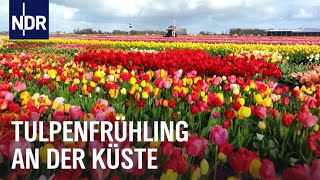 Tulpenfrühling in den Niederlanden  Nordseereport  NDR Doku [upl. by Jaquelin]