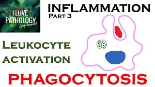 INFLAMMATION Part 3 Leukocyte Activation  PHAGOCYTOSIS [upl. by Georgiana]