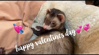 Decorating My Ferrets Cage For Valentines Day💖💕💝💞 [upl. by Bowes]