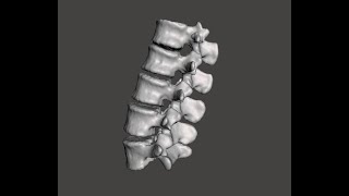 anatomy of lumbar vertebrae شرح تشريح الفقرات القطنية [upl. by Ameluz]