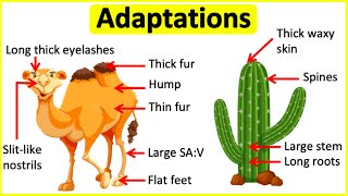 Adaptations 🐫🌵 Behavioural Physiological amp structural adaptations  Learn with examples [upl. by Ydnyl]