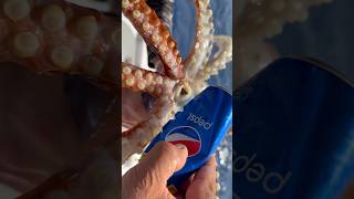 Giant Squid Bites Soda Can [upl. by Wagner424]