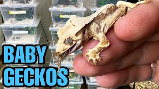 MEET MY BABY GECKOS All my Crested gecko and Leachianus gecko babies [upl. by Ynohtnael]