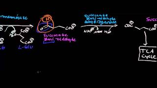 Biochemistry  Catabolism of GABA AKA GABA Shunt [upl. by Pfeifer725]