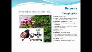 Bergenia X magic giant plante vivace [upl. by Kciregor602]