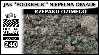 RATOWANIE NIEPEĹNEJ PLANTACJI  JAK â€žPODKRÄCIÄ†â€ť NIEPEĹNÄ„ OBSADÄ RZEPAKU OZIMEGO  ODCINEK 240 [upl. by Leelaj511]