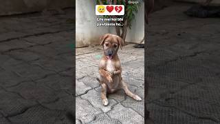 🥺😔☹️❤️💔💔 doglover saddogs bravedog lovedog love loved petparent ashortaday tranding [upl. by Yendic]