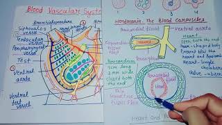 Blood Vascular System of Herdmania [upl. by Lynelle310]