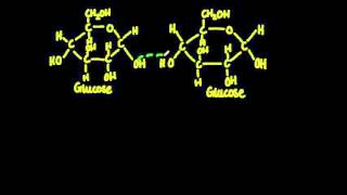 23 Monosaccharide monomers are linked together by condensation reactions [upl. by Thibault881]