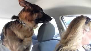 German Shepherd suddenly realizes he is at the vet [upl. by Yenattirb]