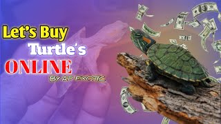 Turtles unboxing Baby Red Eared Slider Turtles redearedsliderturtle redearedsliderturtel [upl. by Aninaig]