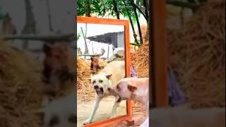 Comedy gopal 😂traindingvideo comedy funny plzdosuporrtmychanlfriends vairalshorts [upl. by Grenville]