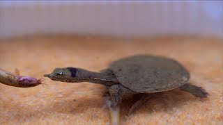 Baby Softshell Turtle Attacking Under The Sand  WARNING LIVE FEEDING [upl. by Sonja284]