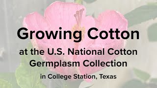 Growing Cotton at the US National Cotton Germplasm Collection [upl. by Eittam]