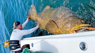 MASSIVE 500lb Goliath Grouper [upl. by Colburn]