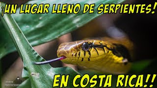 ¡Conoce a los REPTILES más INCREÍBLES en REPTILANDIA [upl. by Emlen]