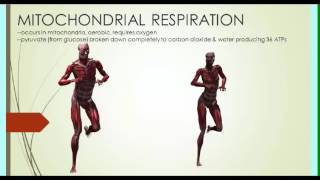 GLYCOLYSIS IN MUSCLE CONTRACTION [upl. by Akiemaj941]