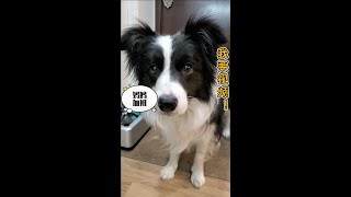 妈妈今晚加班，那就和小狗狗视频下吧！—border collie Mia [upl. by Willyt]