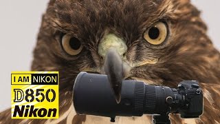 Close up with a juvenile red tailed hawk in Sepulveda Basin  Nikon D850 and Nikon 300mm F28 prime [upl. by Mohn]