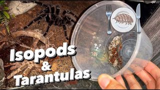 Why to NOT leave isopods in your TARANTULA’s enclosure [upl. by Tilney]