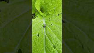 2024年10月10日 死んでいく白菜のヨトウムシ Cutworms dying after spraying 101024 [upl. by Noved]