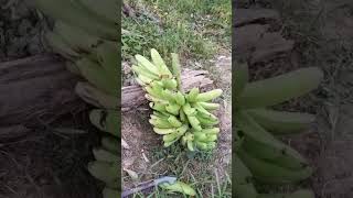 Pisang pisangshortvideos [upl. by Narf]