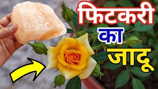 Rose plant growing amp care tipsHow to save rose plantGulabBest Fertilizer for rose plant [upl. by Pagas]