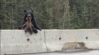 Mama Bear Saves Her Cub From The Highway [upl. by Ehtyaf]