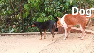 dog mating day  dog meeting in sri lanka [upl. by Esteban]