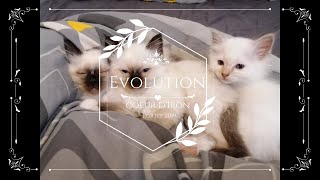 Lévolution de notre portée de chatons Sacré de Birmanie Tellement mignons [upl. by Ardnayek]