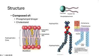 253 Membane Structure and Function [upl. by Allesiram16]