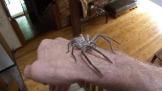 Handling a Huntsman Spider unedited version [upl. by Llewop]